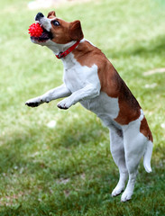 beagle play witth the ball