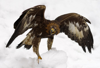 golden eagle
