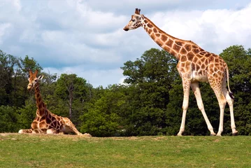 Crédence de cuisine en verre imprimé Girafe deux girafes