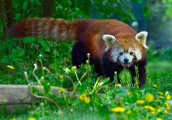 Plexiglas keuken achterwand Panda rode panda