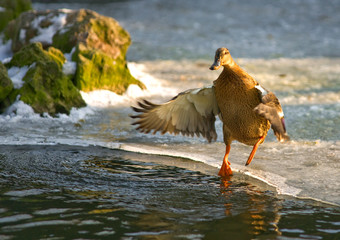 duck in frozen lake