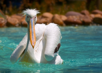 pelican in water