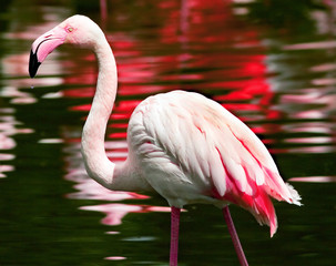 flamingo © bertys30