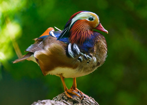 mandarin duck