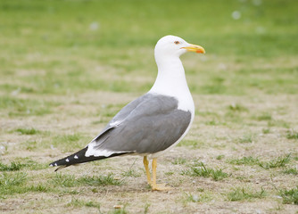 cluseup of a seagull