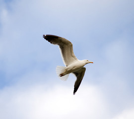 seagull in flight