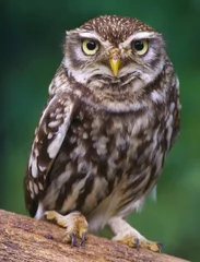 Cercles muraux Hibou little owl