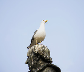 seagull on a statue
