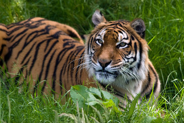tiger in the grass