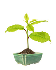 green sprout in the ceramic flower pot . (isolated)