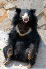 Sloth Bear (Melursus ursinus)