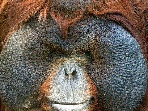 Orangutan close-up