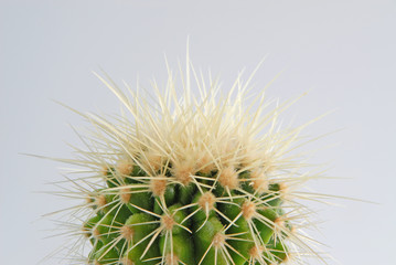 green cactus
