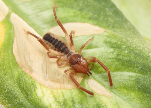 Camel Spider