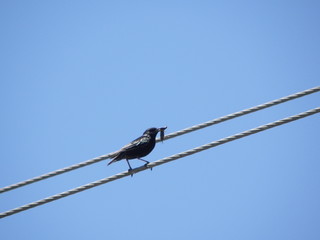 pájaro en cable