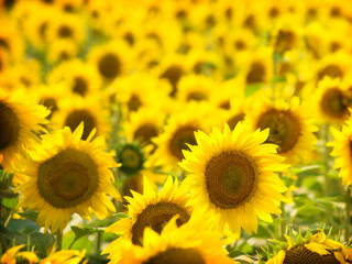 Obraz premium sunflower field