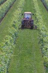 trattore sfalcia l'erba in vigna