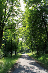 Waldweg