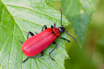 Cardinal Beetle (Pyrochroa coccinea)