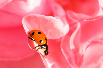 Ladybug on the red rose petals