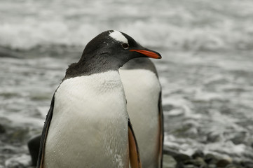 Naklejka premium Pinguim na Antartica