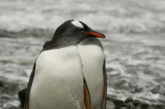 Pinguim na Antartica