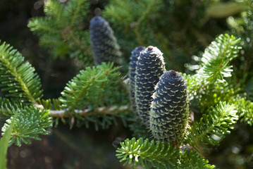 A Pine Three growing in the garden