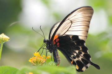Papillon