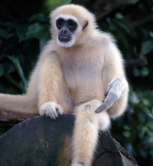Gibbon_112891