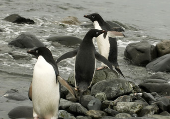Naklejka premium Pinguim na Antartica
