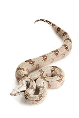 Bolivian Boa