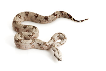 Bolivian Boa