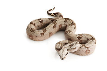 Bolivian Boa