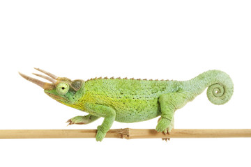Fototapeta premium Jackson¡¯s Chameleon