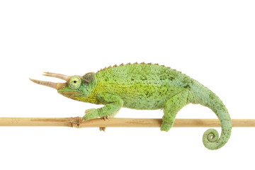 Jackson¡¯s Chameleon