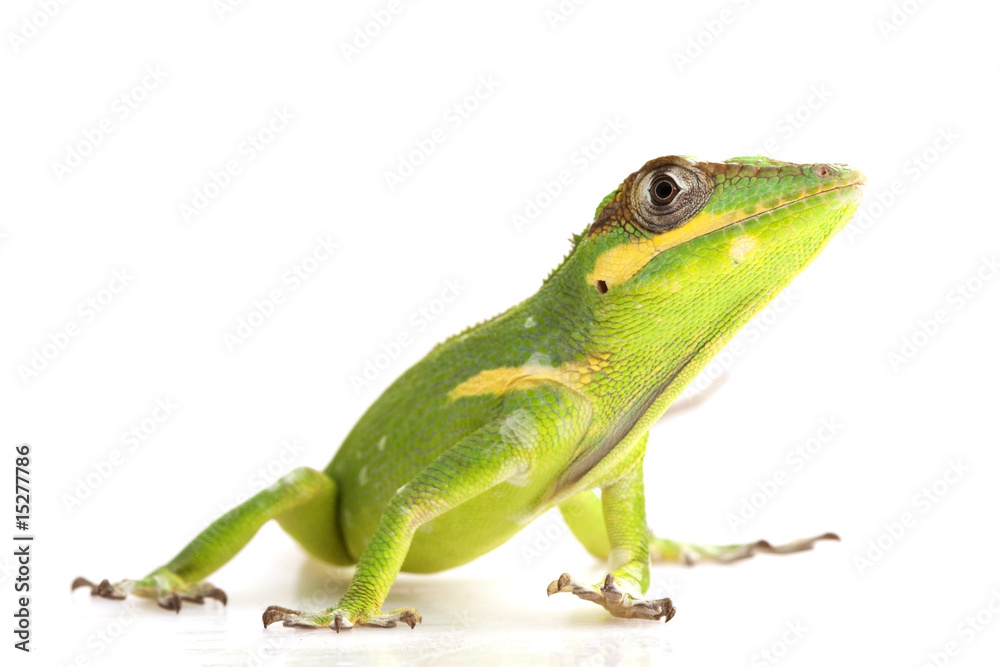 Poster Knight Anole