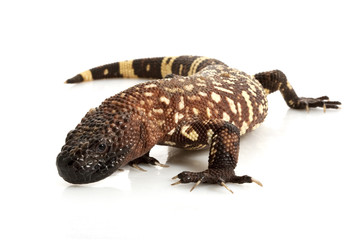 Obraz premium Mexican Beaded Lizard