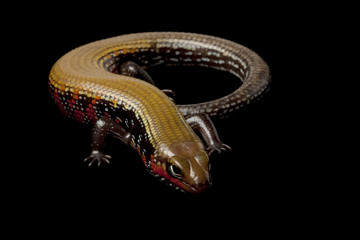 Fire skink