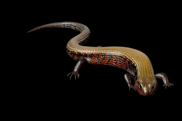 Fire skink