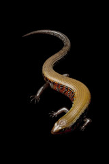 Fire skink