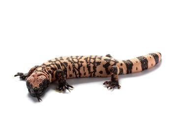 Fototapeta premium Gila monster