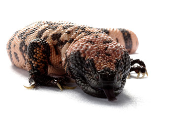 Gila monster