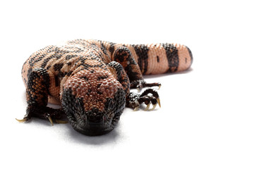 Gila monster