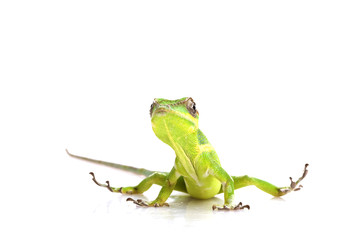 Knight Anole