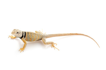 Collared Lizard