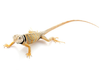 Collared Lizard