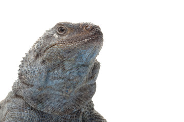 Angel Island Chuckwalla