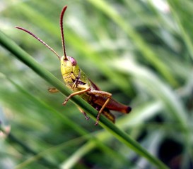 Grashüpfer