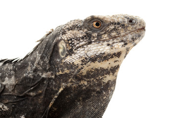 Rio Aguan Valley iguana