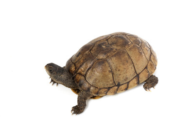 Coahuilan Box Turtle